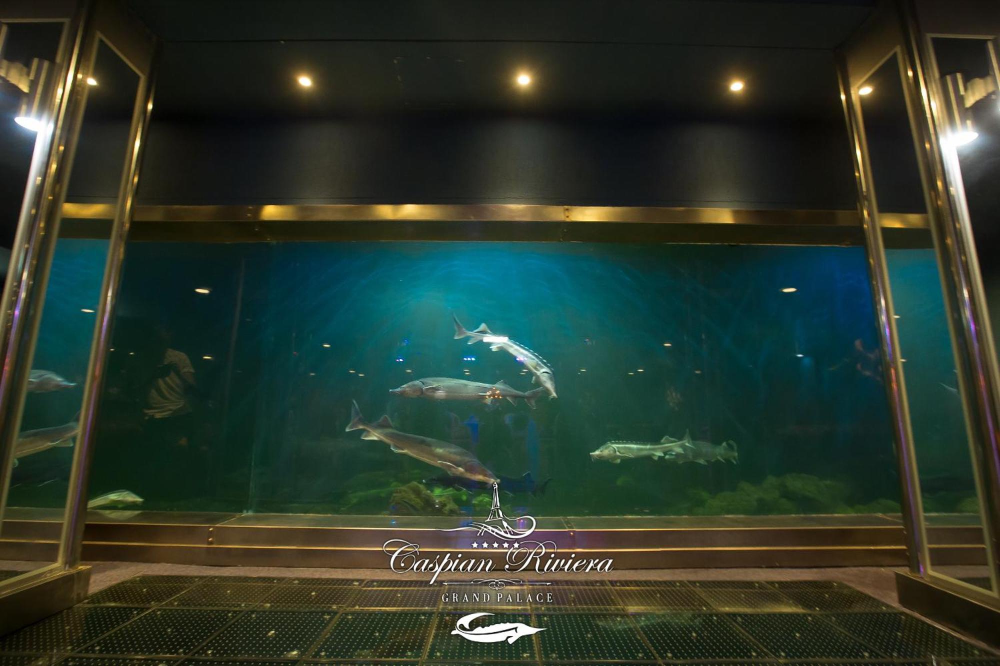 Caspian Riviera Grand Palace Hotel Ακτάου Εξωτερικό φωτογραφία Dolphins at the aquarium